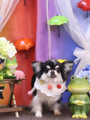 20230606てんちゃん